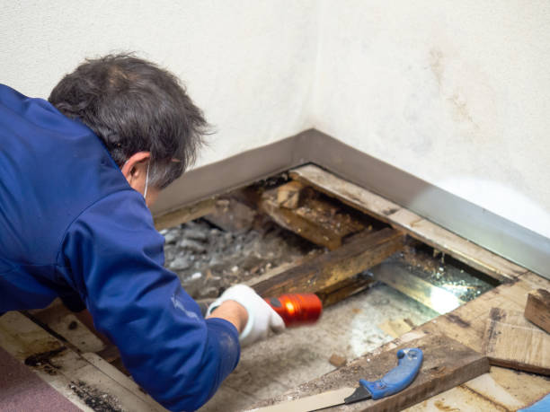 Best Mold Damage Repair  in Oxnard, CA