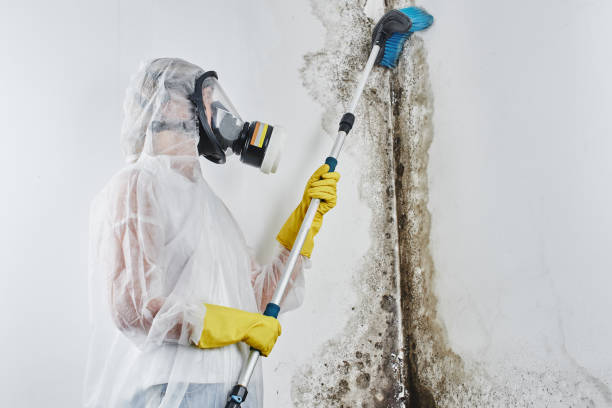 Best Residential Mold Removal  in Oxnard, CA