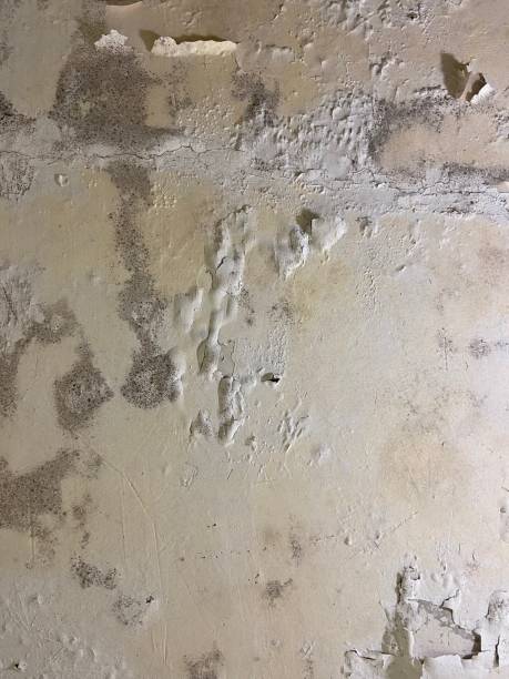 Best Fast Mold Removal  in Oxnard, CA
