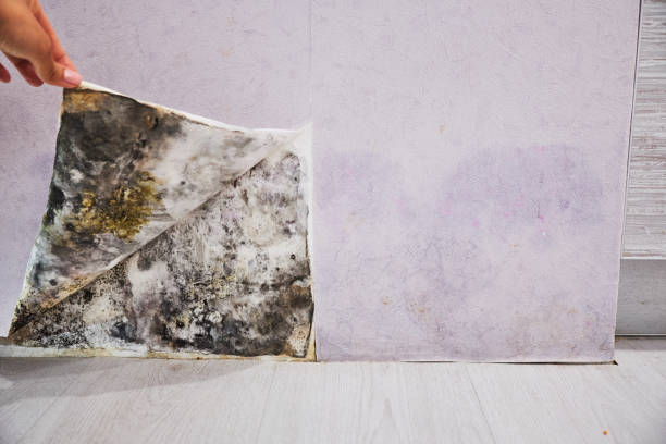 Best Attic Mold Removal  in Oxnard, CA